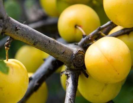 Şavşat’ın Ekşi Tatlı Hazinesi: Sarol (Yaban Eriği) Marmelatı