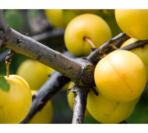 Şavşat’ın Ekşi Tatlı Hazinesi: Sarol (Yaban Eriği) Marmelatı